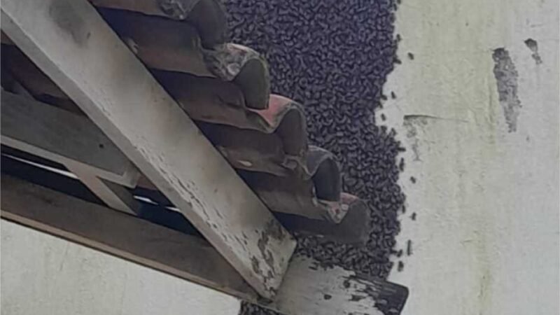 Bombeiros retiram enxame de abelhas em escola