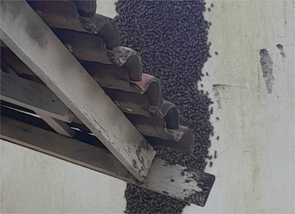 Bombeiros retiram enxame de abelhas em escola