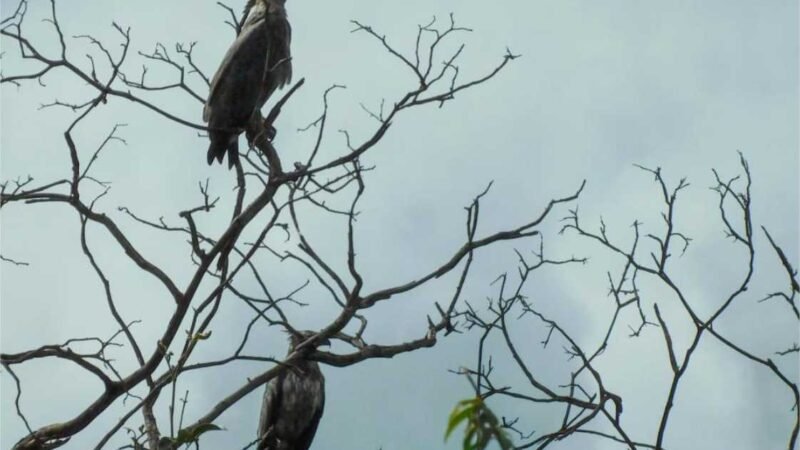 Duas águias-cinzentas são fotografadas em vida livre em registro raro