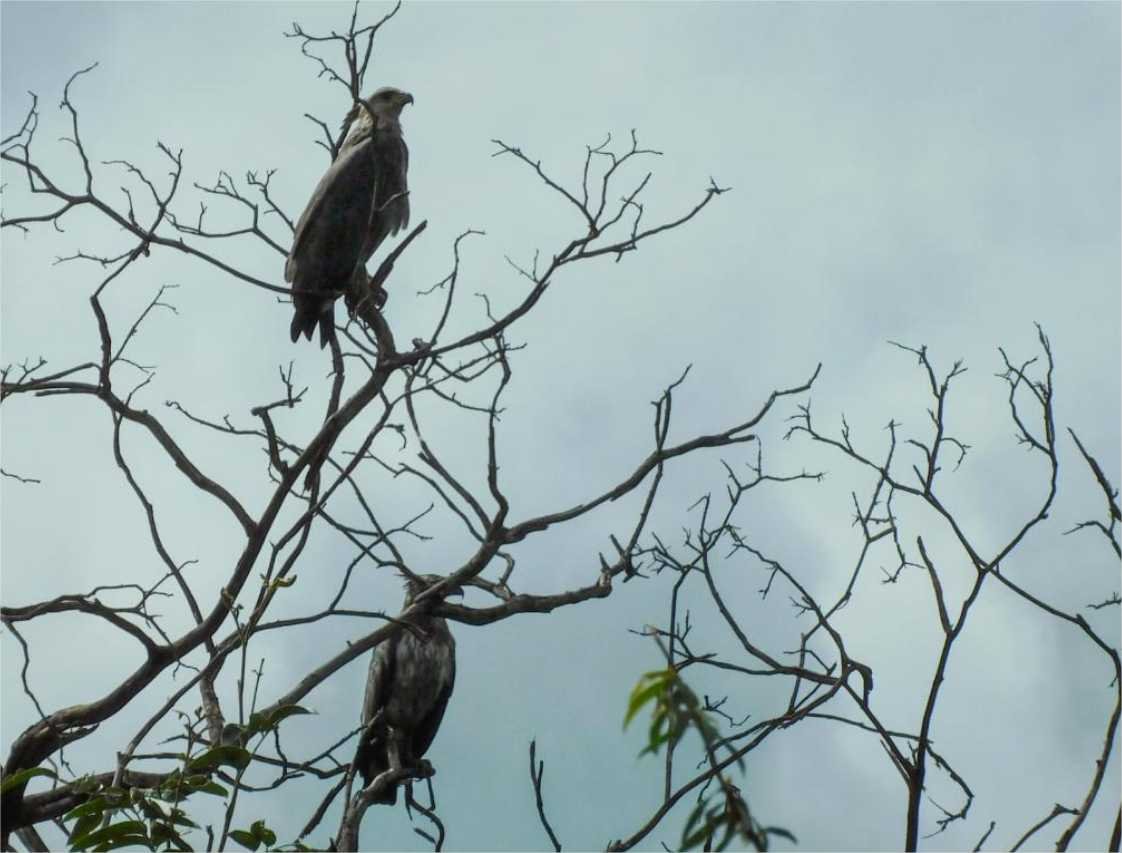 Duas águias-cinzentas são fotografadas em vida livre em registro raro