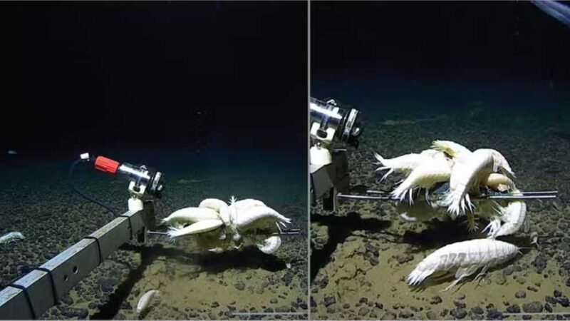 Crustáceo gigante considerado raro pode estar em mais da metade dos oceanos