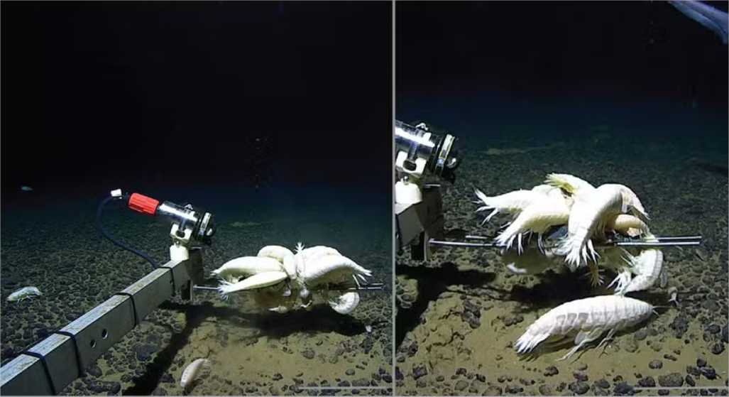 Crustáceo gigante considerado raro pode estar em mais da metade dos oceanos