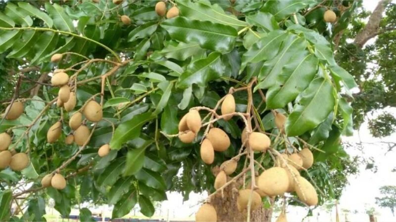 Pesquisa estuda efeito protetor do óleo da castanha do Baru como suplemento no combate à doença de Alzheimer