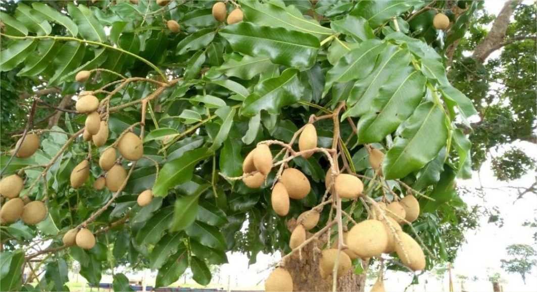 Pesquisa estuda efeito protetor do óleo da castanha do Baru como suplemento no combate à doença de Alzheimer