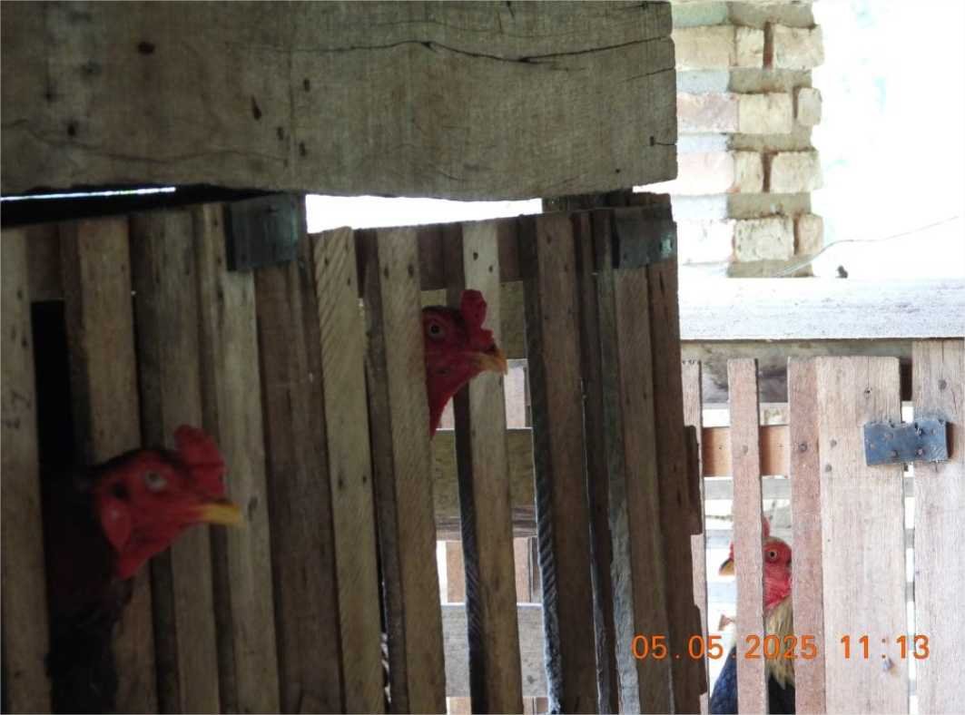 Polícia Civil resgata animais e desarticula rinha de galo em Barra do Bugres