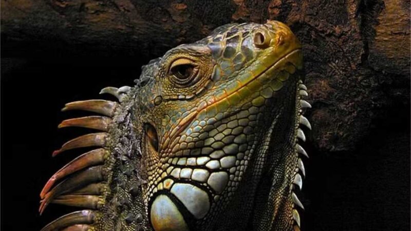 Este país asiático quer abater 120 mil iguanas – e oferece R$ 85 por animal morto