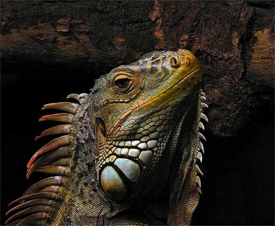 Este país asiático quer abater 120 mil iguanas – e oferece R$ 85 por animal morto