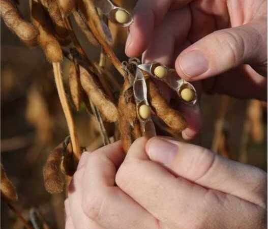 Com dívidas de mais R$ 60 milhões, grupo empresarial do agronegócio entra em recuperação judicial
