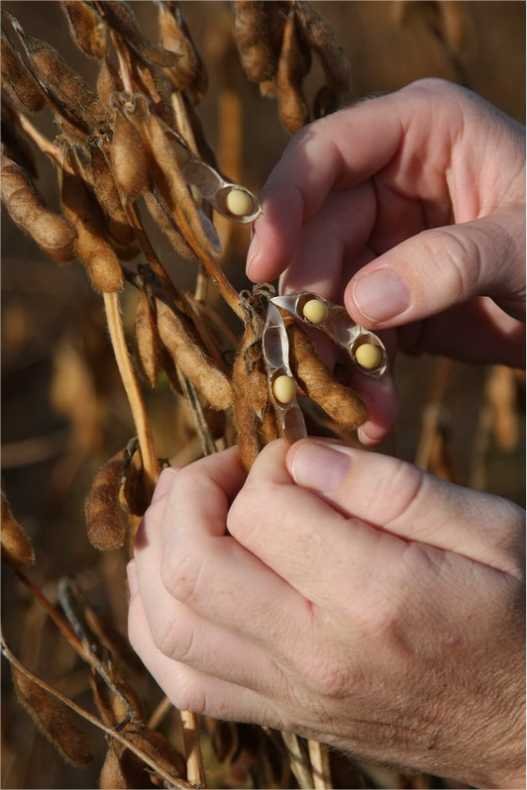 Com dívidas de mais R$ 60 milhões, grupo empresarial do agronegócio entra em recuperação judicial