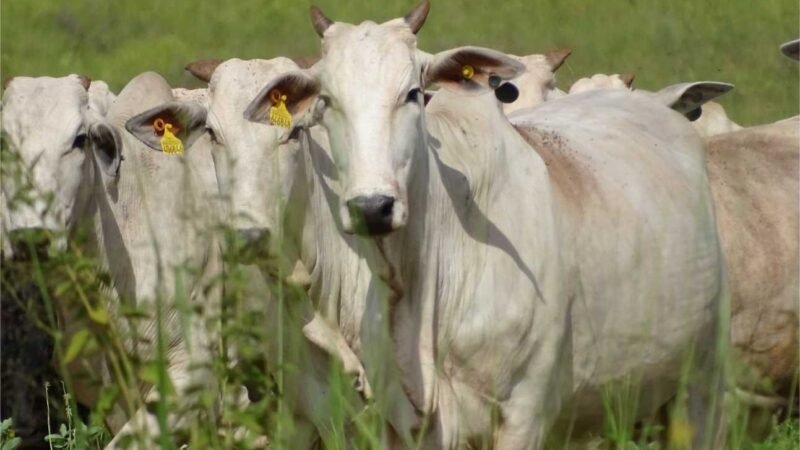 JBS avança na auditoria do TAC da carne e supera 98% de conformidade