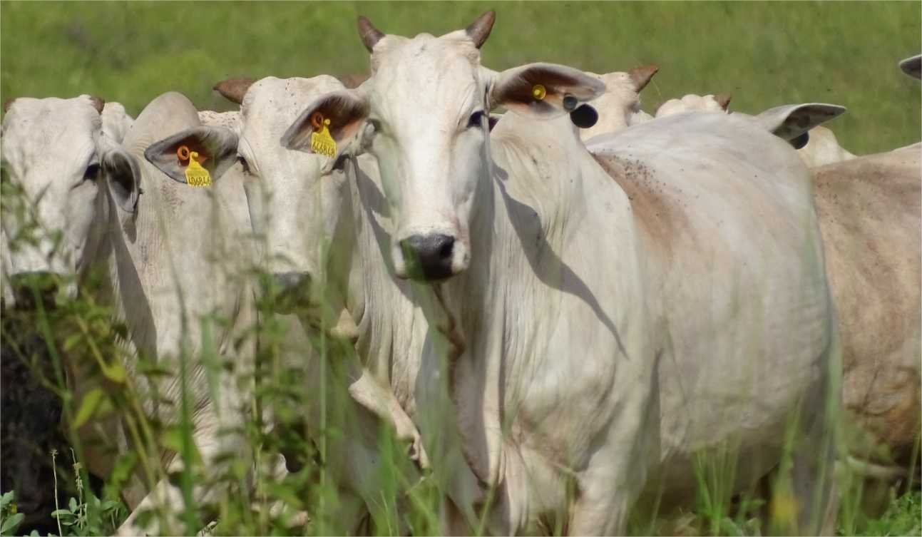 JBS avança na auditoria do TAC da carne e supera 98% de conformidade
