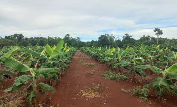 Seaf e Empaer promovem Dia de Campo sobre cadeias de valor da agricultura familiar em MT