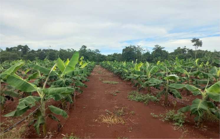 Seaf e Empaer promovem Dia de Campo sobre cadeias de valor da agricultura familiar em MT