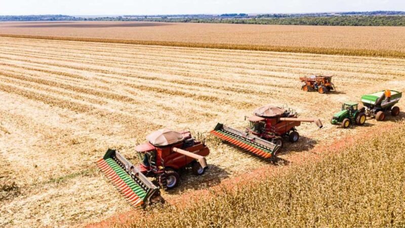 Mato Grosso inicia colheita de milho com produção estimada em 50,3 milhões de toneladas