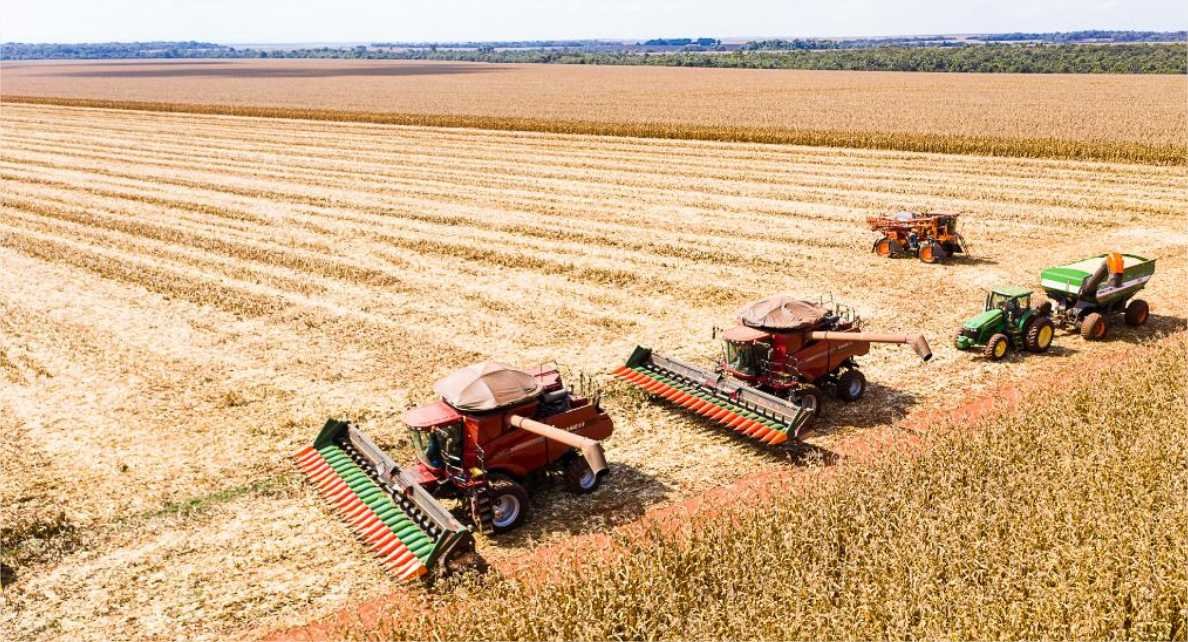 Mato Grosso inicia colheita de milho com produção estimada em 50,3 milhões de toneladas