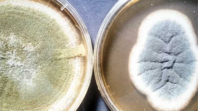 Fungo achado em tumba de faraó se torna novo (e potente) composto anticâncer