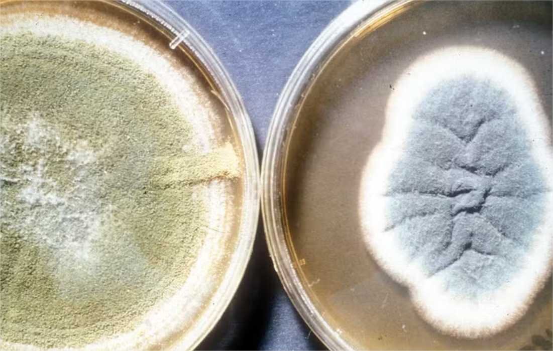 Fungo achado em tumba de faraó se torna novo (e potente) composto anticâncer