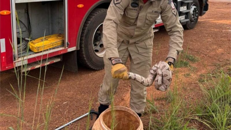 Corpo de Bombeiros resgata serpente que estava dentro de máquina de lavar roupa