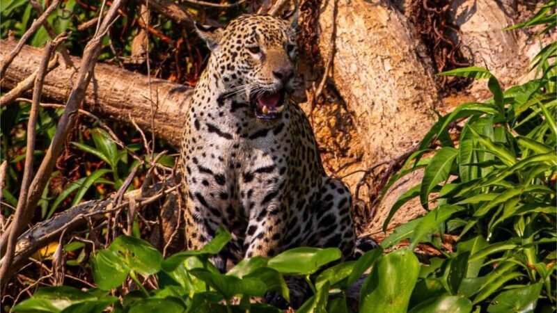 Conselho aprova campanha internacional para posicionar Pantanal como destino de safári