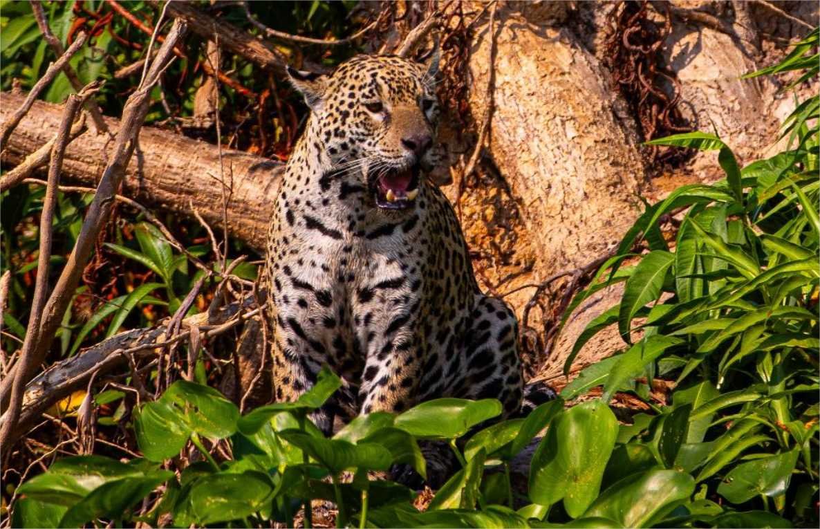 Conselho aprova campanha internacional para posicionar Pantanal como destino de safári