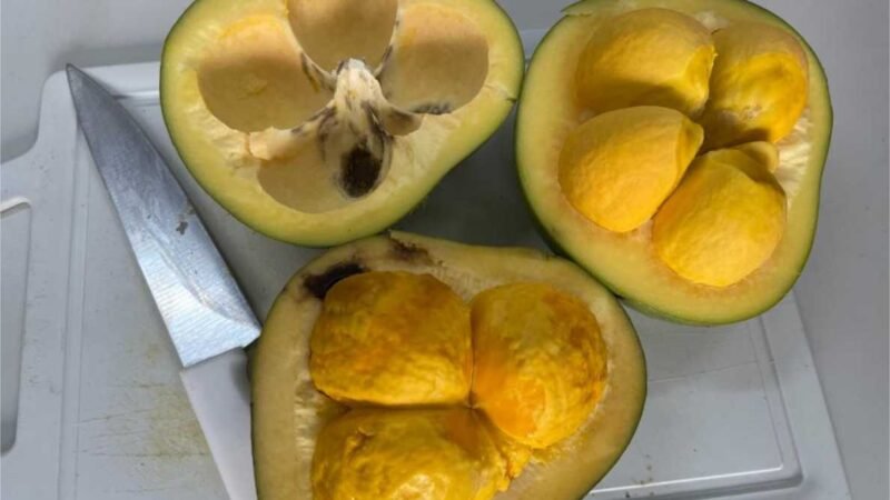 Pesquisadores estudam o potencial do óleo de pequi na cicatrização e regeneração dos tecidos da pele