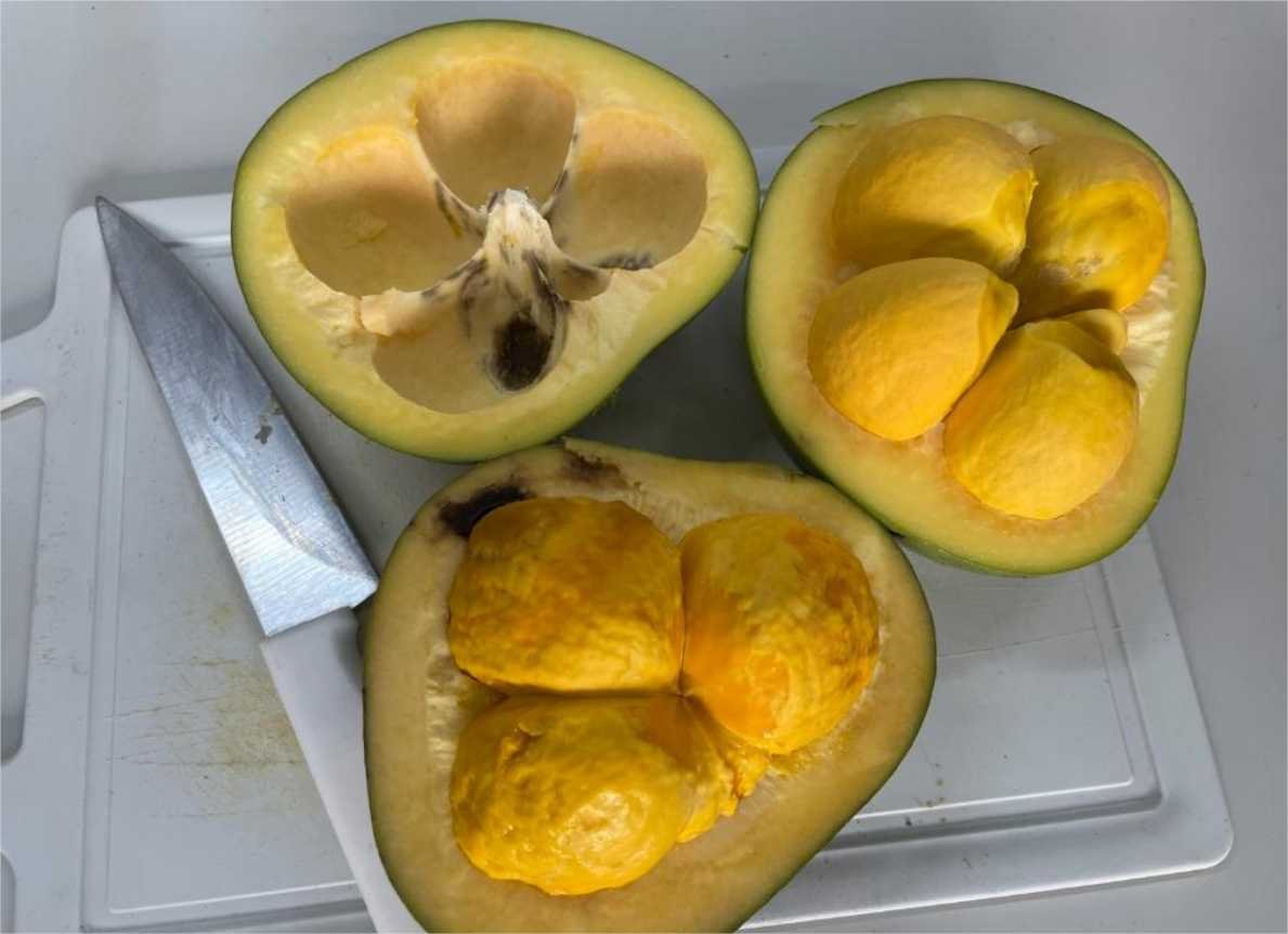 Pesquisadores estudam o potencial do óleo de pequi na cicatrização e regeneração dos tecidos da pele