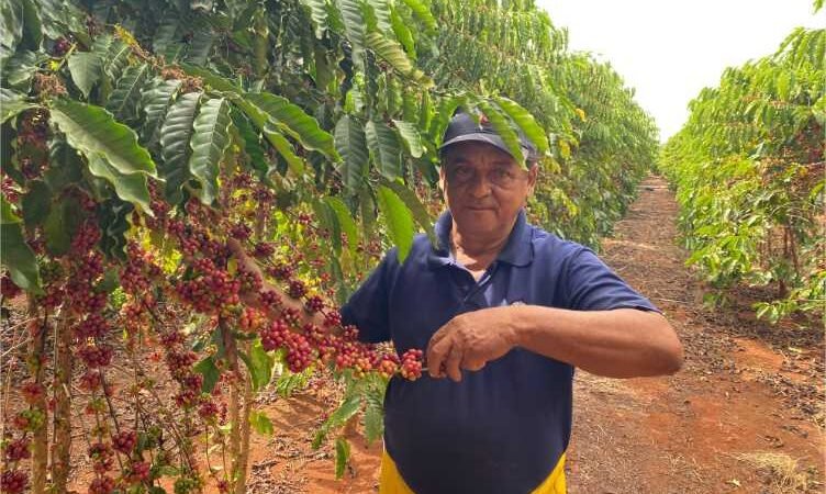 Polinização por abelhas eleva produtividade do café em área experimental da Empaer
