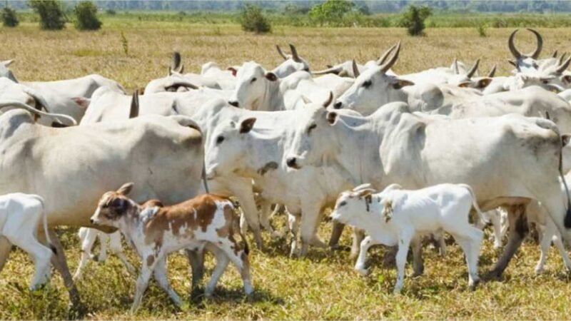 Justiça defere recuperação judicial de grupo por dívidas de R$ 153 mi