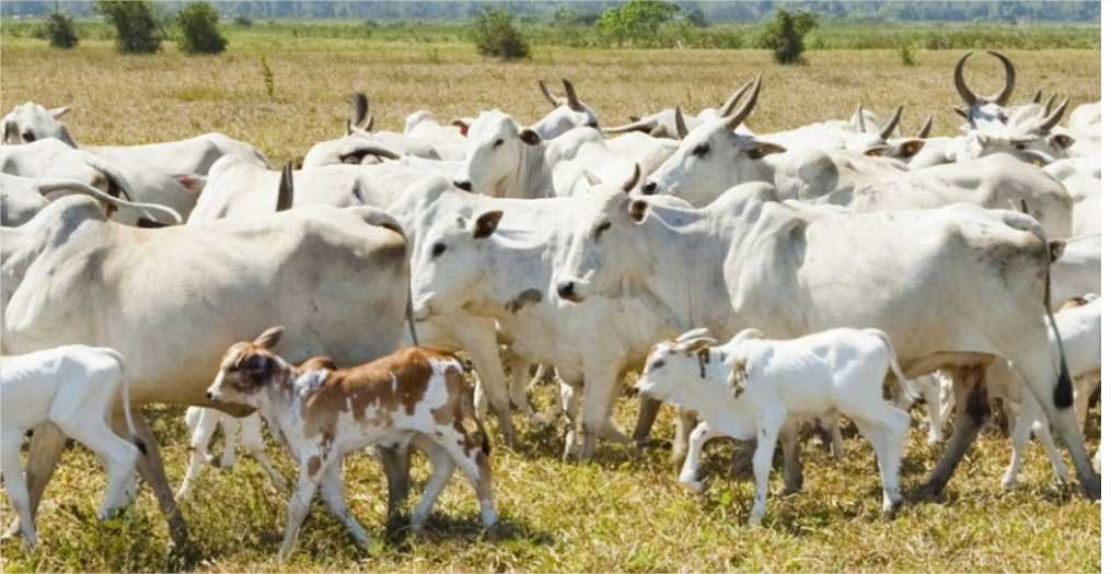 Justiça defere recuperação judicial de grupo por dívidas de R$ 153 mi