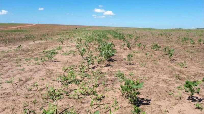 Período de vazio sanitário da soja começa neste domingo (8) em Mato Grosso