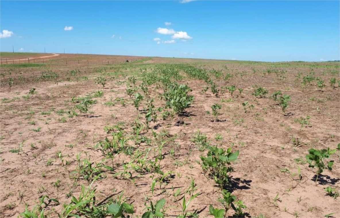 Período de vazio sanitário da soja começa neste domingo (8) em Mato Grosso