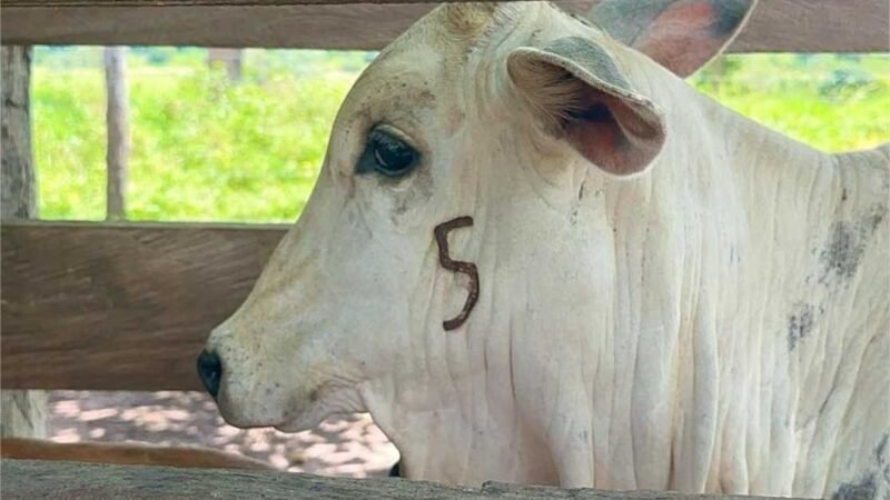 Prazo para vacinação contra brucelose em MT termina 30 de junho
