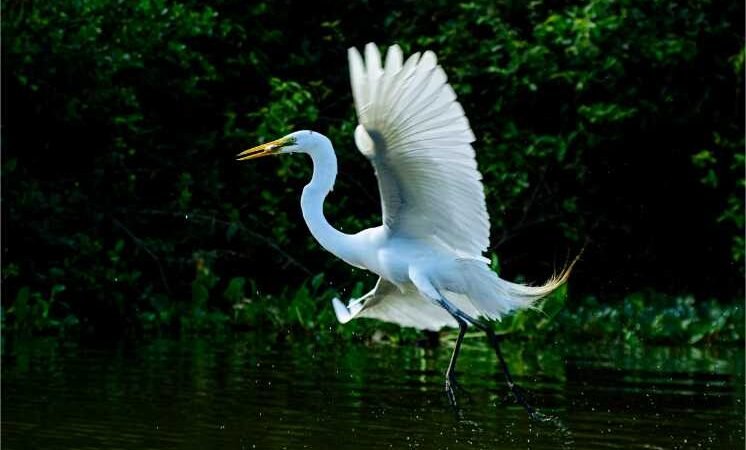Biodiversidade de Mato Grosso é destaque na maior feira mundial de observação de aves