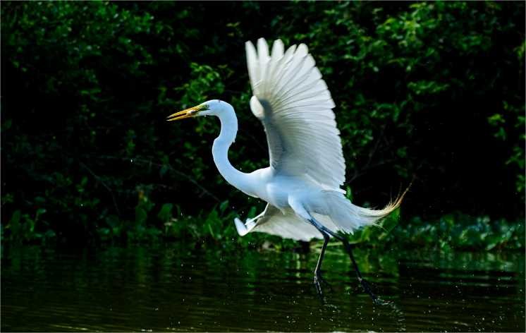 Biodiversidade de Mato Grosso é destaque na maior feira mundial de observação de aves