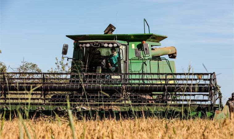 Mato Grosso lidera produção nacional de arroz de sequeiro, aponta Anuário Brasileiro do Arroz 2025