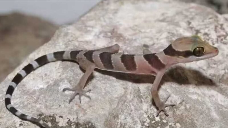 Novas lagartixas são descobertas no Camboja