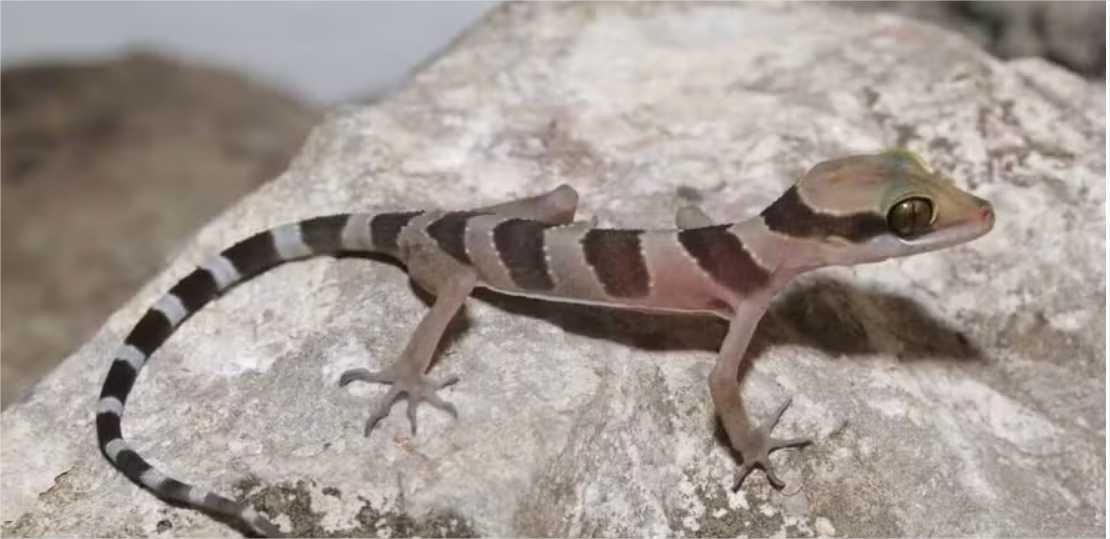 Novas lagartixas são descobertas no Camboja