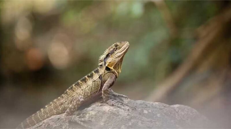 Para este réptil australiano, correr rápido demais aumenta as chances de morrer
