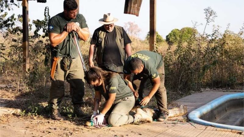 Sema inicia cadastro de voluntários para resgate e manejo de animais silvestres em unidades de conservação
