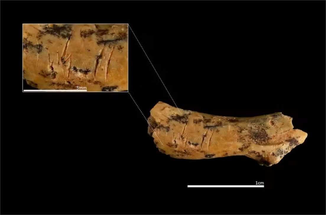 Osso de 850 mil anos sugere que ancestral humano canibalizava crianças pequenas