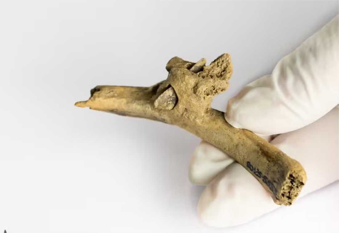 Osso de 4 mil anos é encontrado com ponta de flecha cravada; fotos