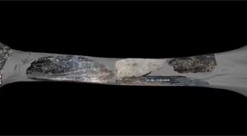 Neandertais criaram “canivete suíço” a partir de ossos de leão-das-cavernas, revela estudo