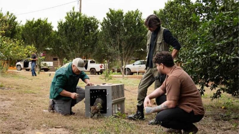 Sema realiza soltura de animais em reserva ecológica no município de São José do Rio Claro