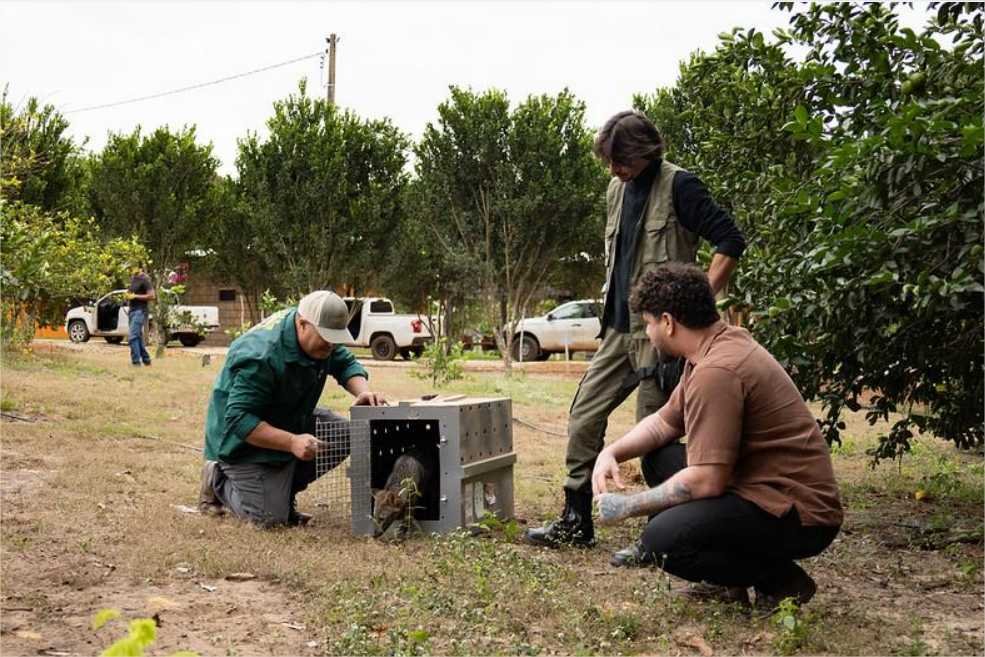 Sema realiza soltura de animais em reserva ecológica no município de São José do Rio Claro