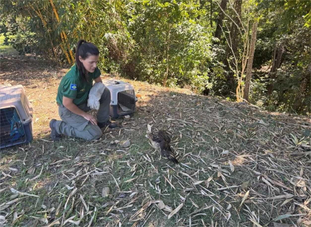 Sema realiza soltura de nove animais após processo de reabilitação