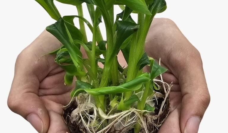 Pesquisa desenvolve mudas de bananeiras com tecnologia in vitro para beneficiar pequenos produtores em MT