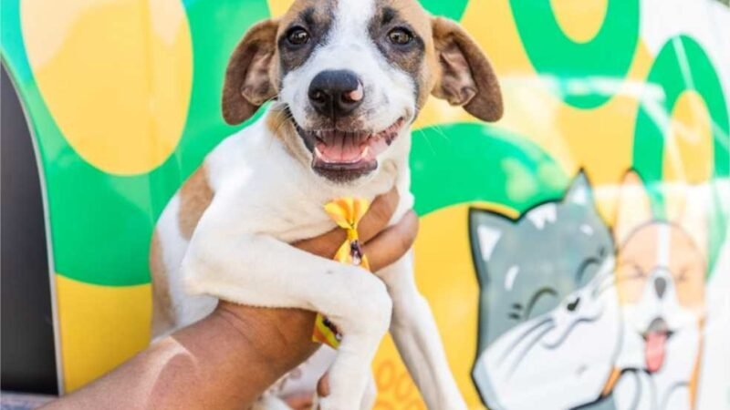 Prefeitura de Cuiabá e UFMT fazem mutirão de castração animal