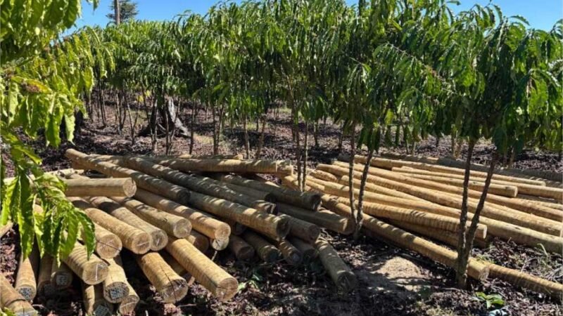 Fundo JBS pela Amazônia lança projeto que pode aumentar em 60% a renda de comunidades rurais