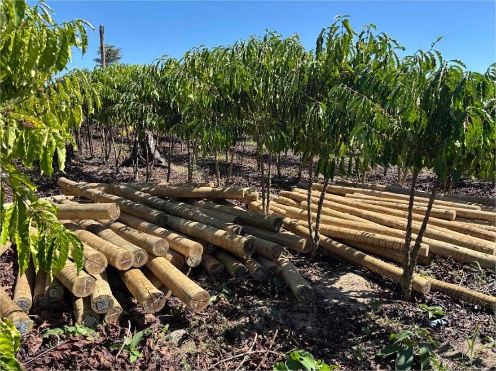 Fundo JBS pela Amazônia lança projeto que pode aumentar em 60% a renda de comunidades rurais