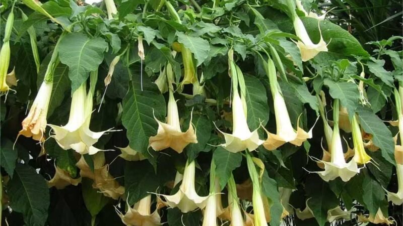 “Sopro do diabo”: conheça a escopolamina, droga associada a crimes violentos